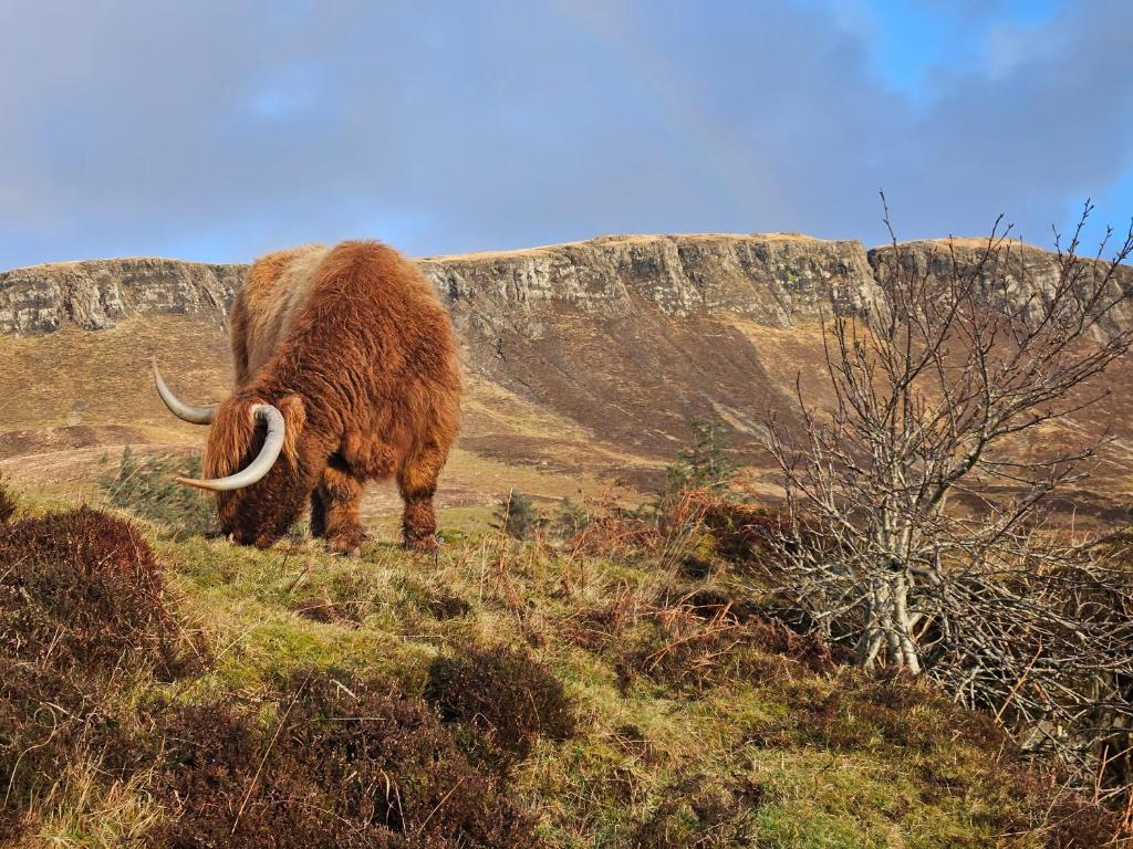 Highland cow near Hillside House